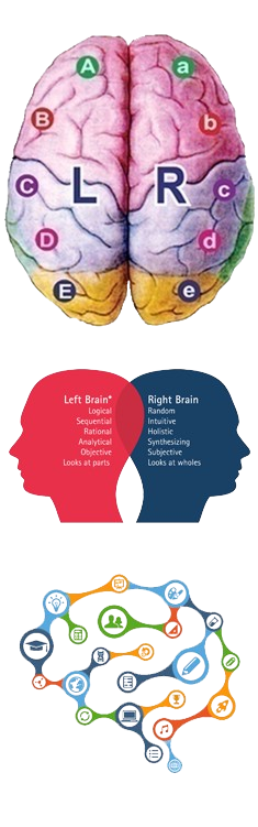 DMIT & Brain Lobes Infographic
